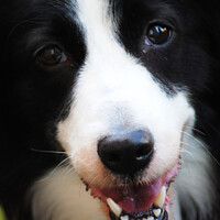 Buy canvas prints of Border Collie working dog by Fiona Williams