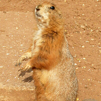 Buy canvas prints of Prairie Dog Standing up by Fiona Williams