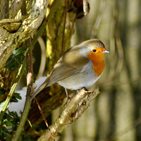 Buy canvas prints of A Robin perched on a tree branch by Fiona Williams