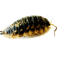 Buy canvas prints of Woodlice by Fiona Williams