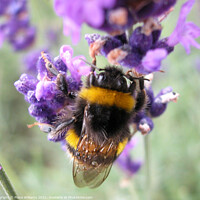 Buy canvas prints of Bee collecting pollen from lavender by Fiona Williams