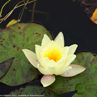 Buy canvas prints of Lily Pad by Fiona Williams