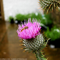 Buy canvas prints of Scottish thistle with hoverfly by Fiona Williams