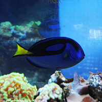 Buy canvas prints of Royal Blue Tang Fish Dory by Fiona Williams