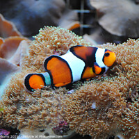 Buy canvas prints of Nemo Clown Fish on his anemone by Fiona Williams