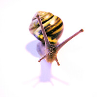 Buy canvas prints of Front facing snail by Fiona Williams