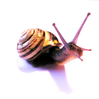 Buy canvas prints of Side facing snail by Fiona Williams