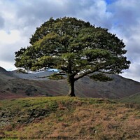 Buy canvas prints of one tree hill Cumbria Lake district Ullswater by darrell haywood
