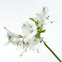 Buy canvas prints of White Orchids by Andy Dow