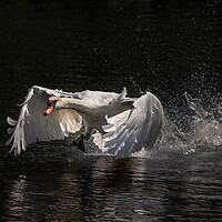 Buy canvas prints of Majestic swan coming in to land by Andy Dow