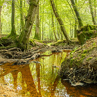 Buy canvas prints of Forest stream by Andy Dow
