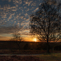 Buy canvas prints of Sunset over the New Forest by Andy Dow