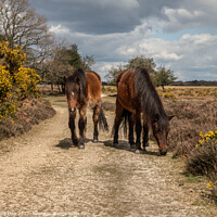 Buy canvas prints of Horses in the New Forest by Andy Dow