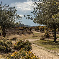 Buy canvas prints of Wandering through the New Forest by Andy Dow