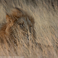 Buy canvas prints of Lion in the grass lands by Andy Dow