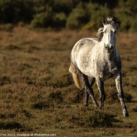 Buy canvas prints of New Forest horse in the sunset by Andy Dow