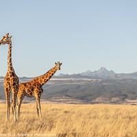 Buy canvas prints of Mt Kenya and the giraffes  by Andy Dow