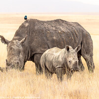 Buy canvas prints of Rhinoceros family portrait by Andy Dow