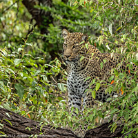 Buy canvas prints of The watchful leopard by Andy Dow