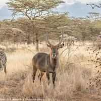 Buy canvas prints of Waterbuck in wonderland by Andy Dow