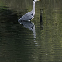 Buy canvas prints of The Tranquil Heron by Callum Sulsh