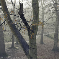 Buy canvas prints of Old Misty Oak by Callum Sulsh