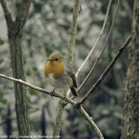 Buy canvas prints of Make sure you get my good side (said Ted The Robin) by Callum Sulsh