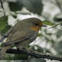 Buy canvas prints of A Robin on The Tightrope. by Callum Sulsh