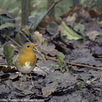 Buy canvas prints of A Robin in The Danger Zone by Callum Sulsh