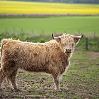 Buy canvas prints of Scottish Highland Cow by Iain Gordon