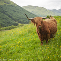 Buy canvas prints of A Highland Cow in Field of Buttercups Scotland by Iain Gordon