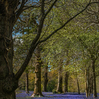 Buy canvas prints of Bluebells at Enys Gardens by Alan Barker