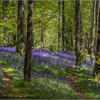 Buy canvas prints of Bluebell Woodland by Alan Barker