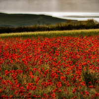 Buy canvas prints of The Poppies of West Pentire, Cornwall by Alan Barker
