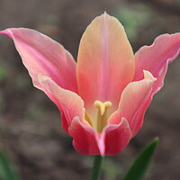 Buy canvas prints of Beautiful pink Tulip flower by Karina Osipova