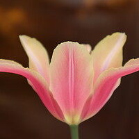 Buy canvas prints of Beautiful pink Tulip flower on brown background by Karina Osipova
