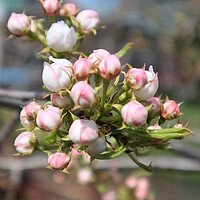 Buy canvas prints of White and pink Apple blossom buds on a branch in spring by Karina Osipova