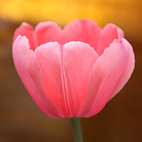 Buy canvas prints of pink Tulip flower by Karina Osipova