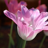 Buy canvas prints of Beautiful pink Tulip flower close-up. by Karina Osipova