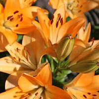 Buy canvas prints of Bouquet of orange lilies by Karina Osipova