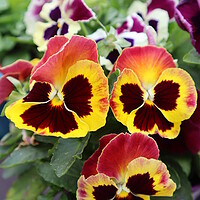Buy canvas prints of Bright violas bloom in the garden. A close up of a flower by Karina Osipova