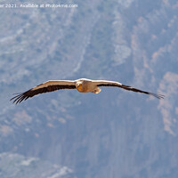Buy canvas prints of Egyptian Vulture in flight through the Jebal Shams gorge. by Nigel Chester