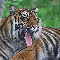 Buy canvas prints of Yawning Tigress by Kara Hughes