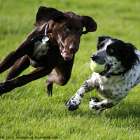 Buy canvas prints of A dog running on a field playing frisbee by Tony Keirle