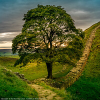 Buy canvas prints of Grey sunset at Sycamore Gap by Max Burridge