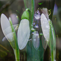 Buy canvas prints of Snowdrop Dreams by Roger Foulkes