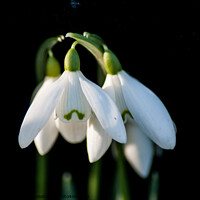 Buy canvas prints of Plant flower Snowdrops by Roger Foulkes