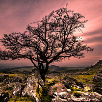 Buy canvas prints of Winter Tree Norber Erratics by Roger Foulkes