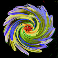 Buy canvas prints of Abstract Flower by Roger Foulkes