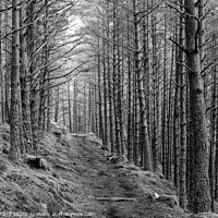Buy canvas prints of Pathway in a forest by Iain Cridland